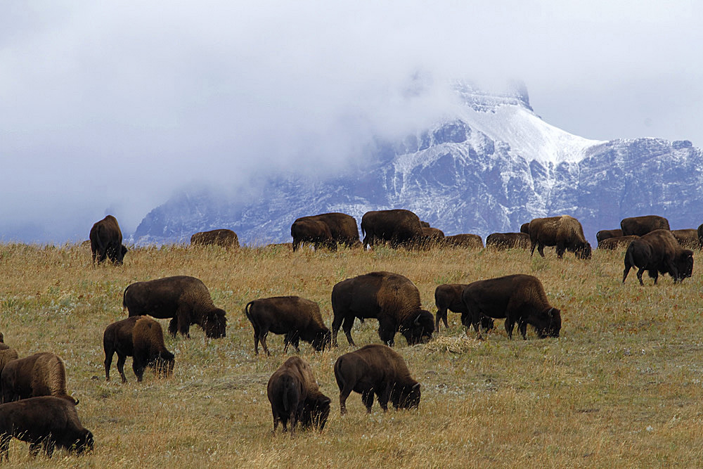 bison glacier