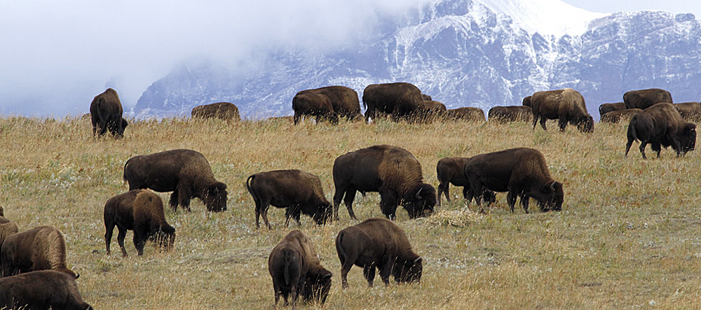 bison montana