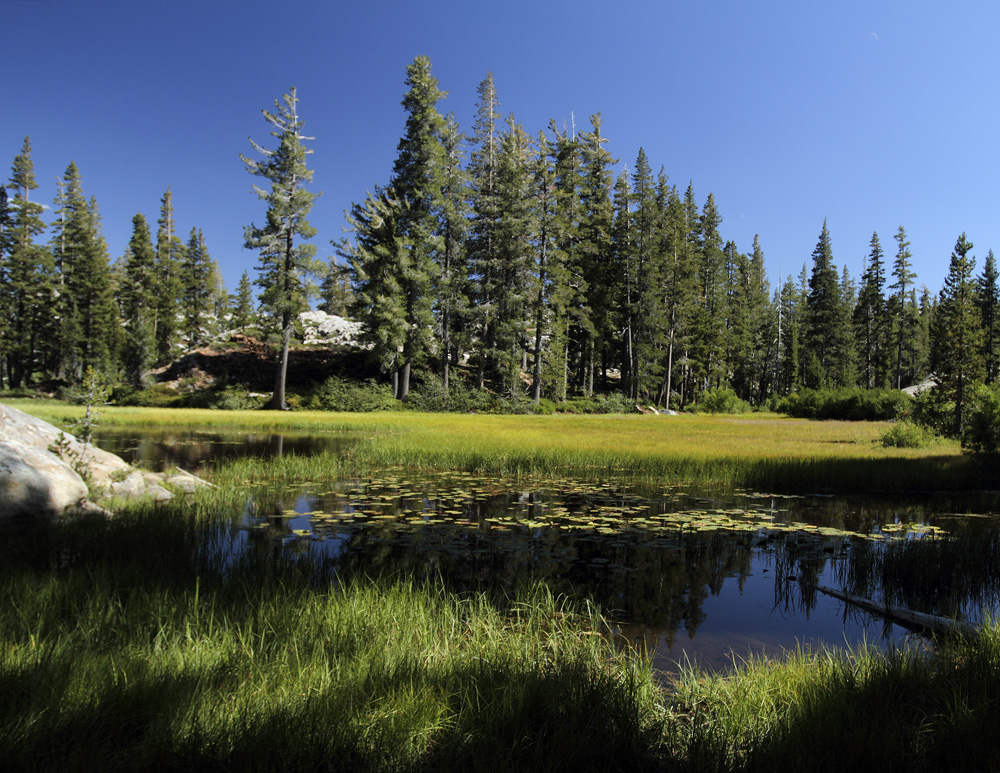 sierra lake meadow