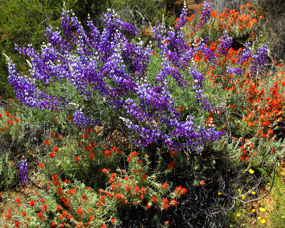 lupine and indian paintbrush wildflowers 