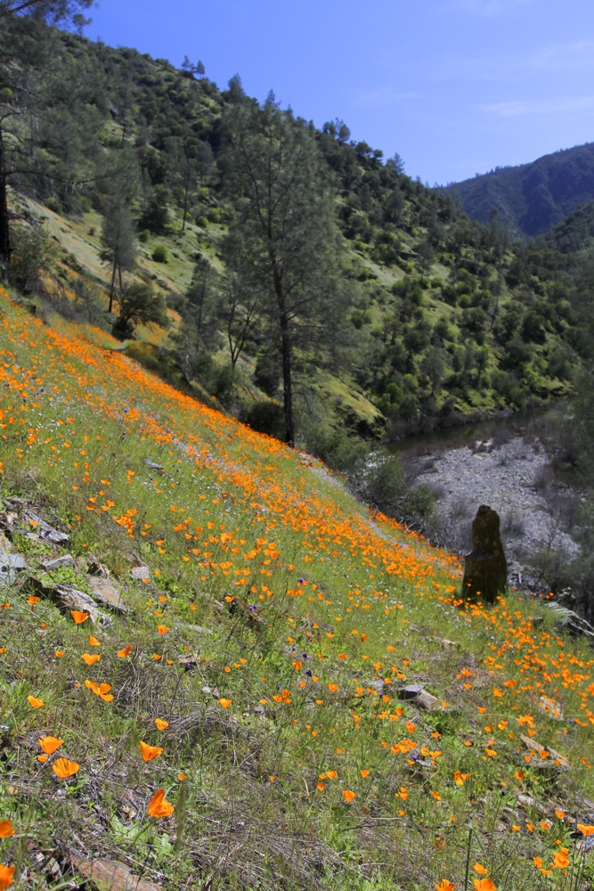 merced river poppies photograph