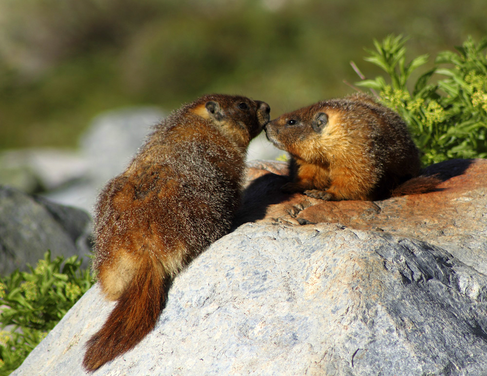 marmot couple