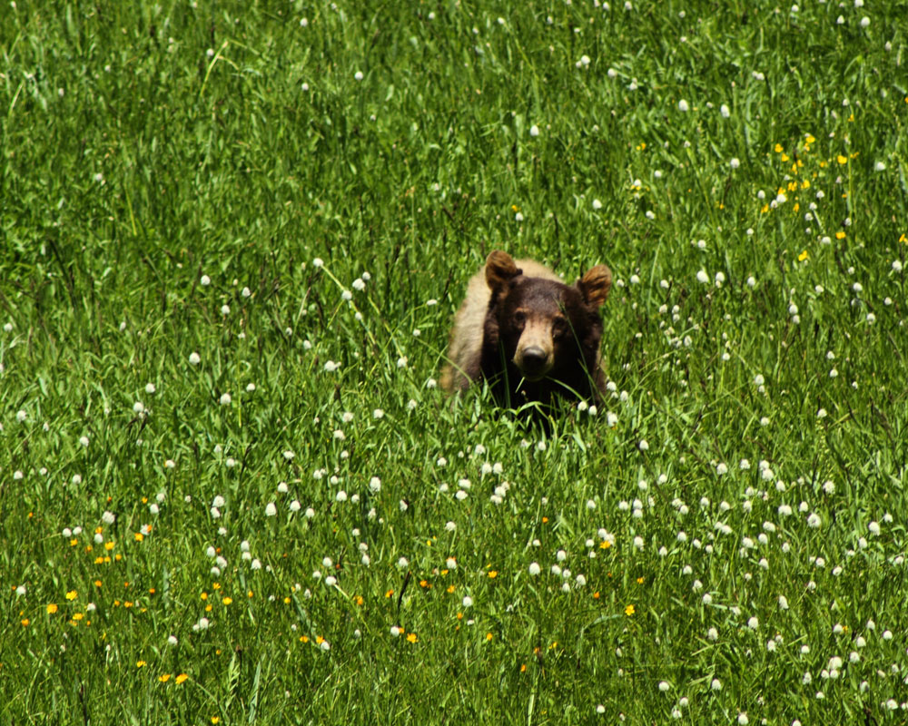 meadow bear photo