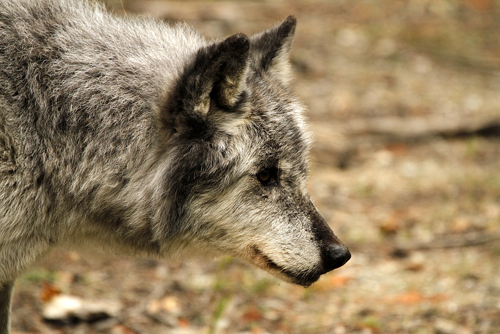 gray wolf photo