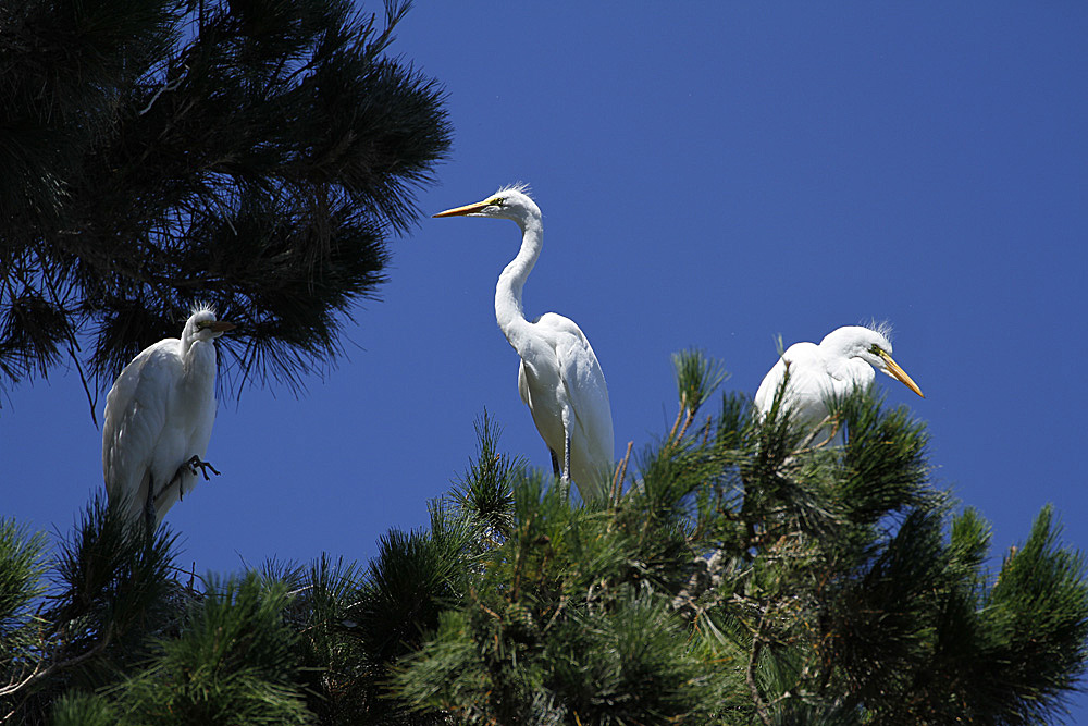 three egrets