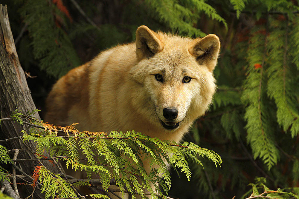 timber wolf photo