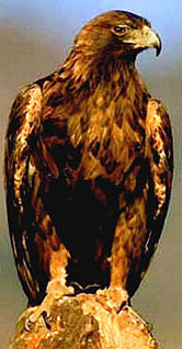 bird altai mountains eagle