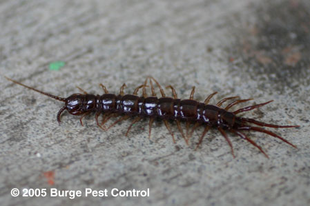Centpe Insect Burge Pest Control | Centipedes/Millipedes