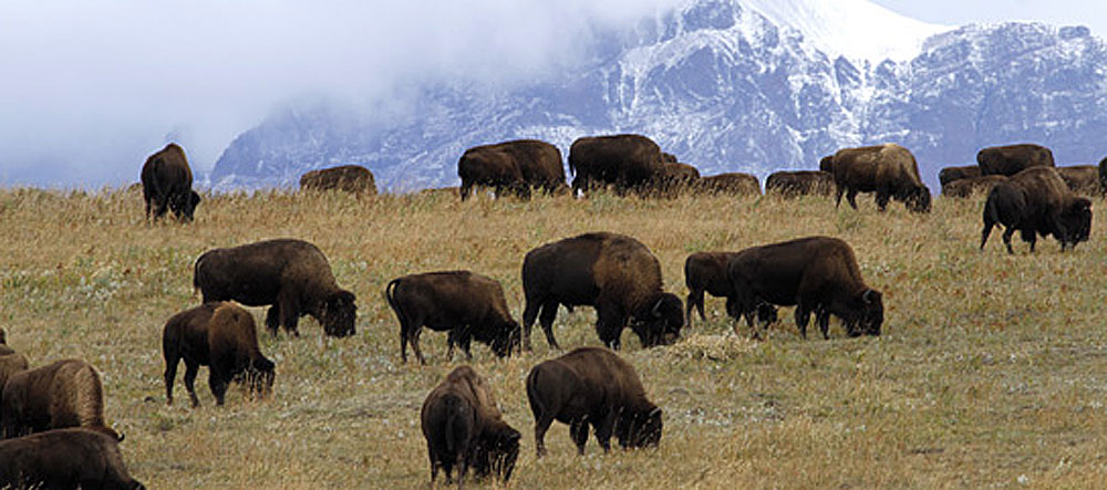 bison glacier national park wildlife photography