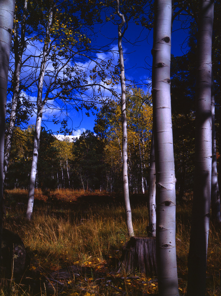 arizona aspens photo