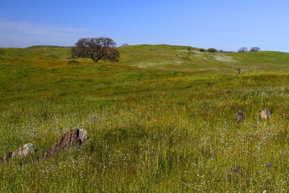 central valley wildflowers photograph