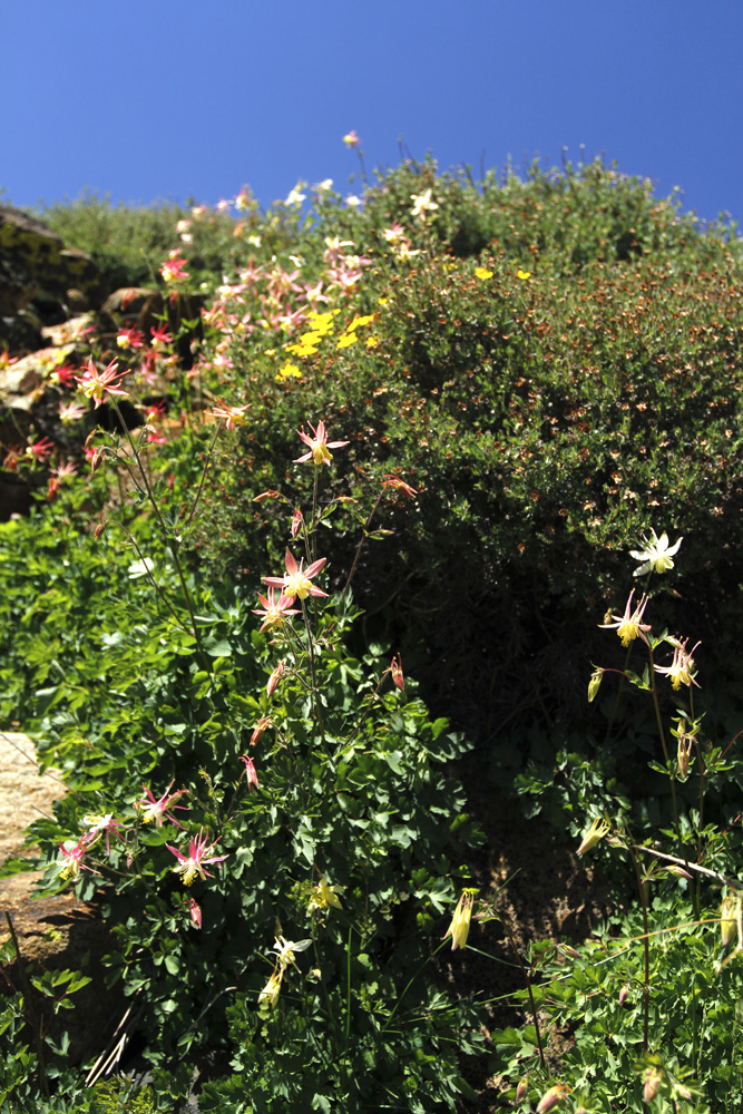 columbine photo