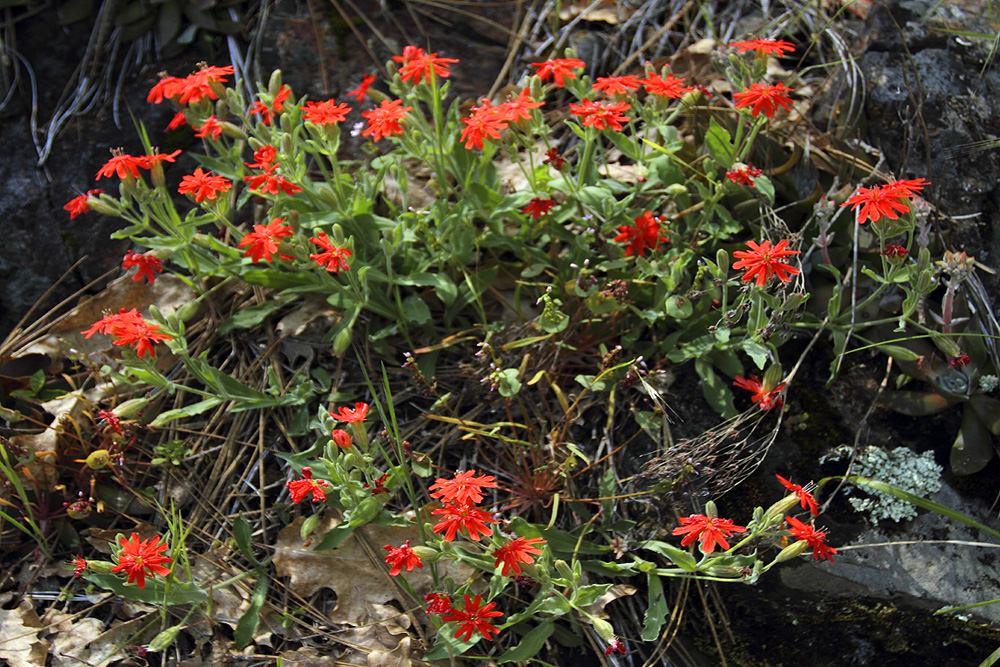 indian pink wildflower photo