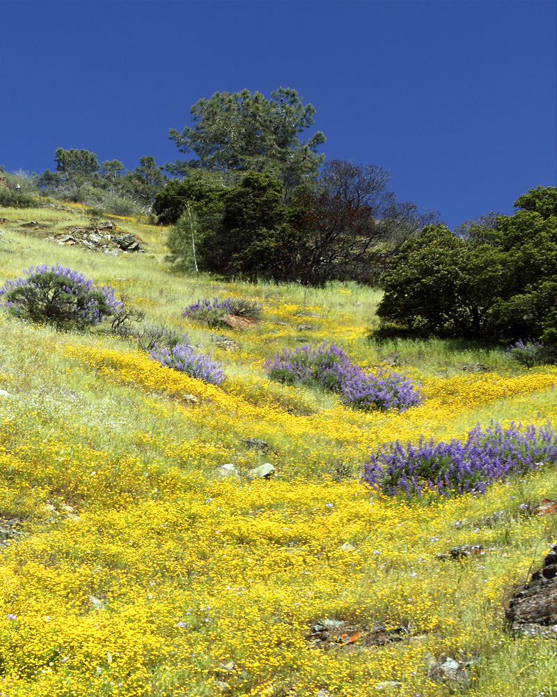 wildflupine and gold fields lowers photograph