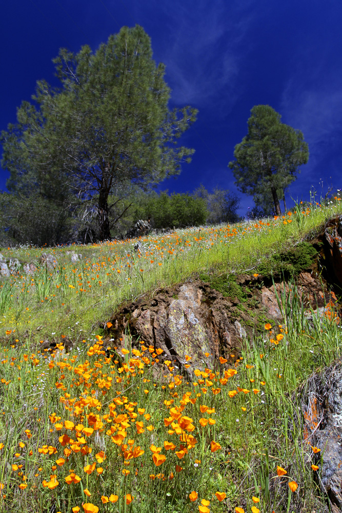 photo spring poppies