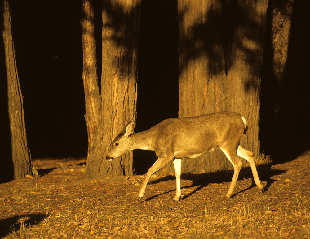 mule deer