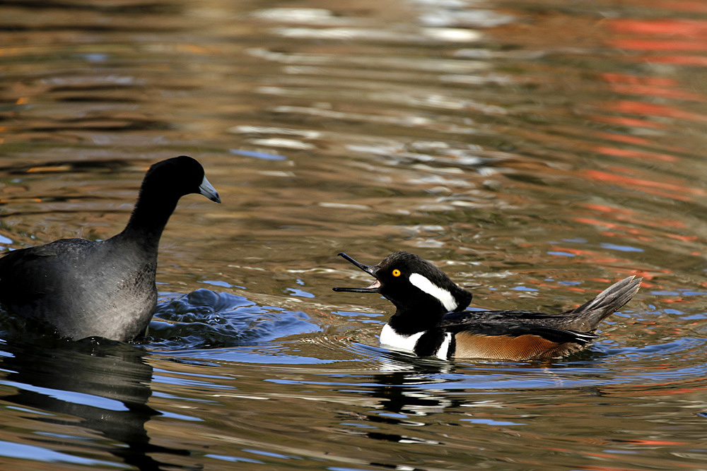 hooded merganser coot