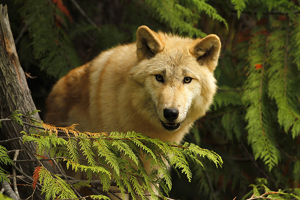 timber wolf