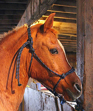 orphan acres horse