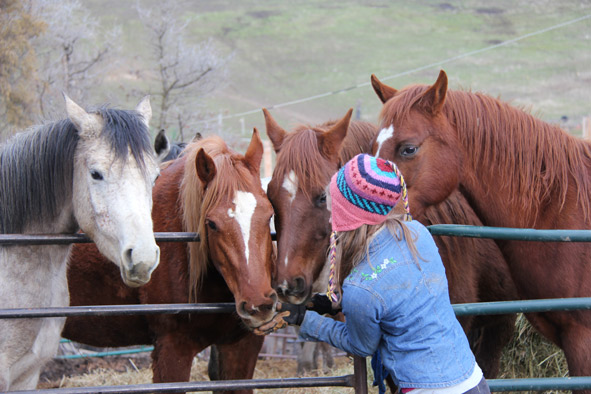 adoptableherd