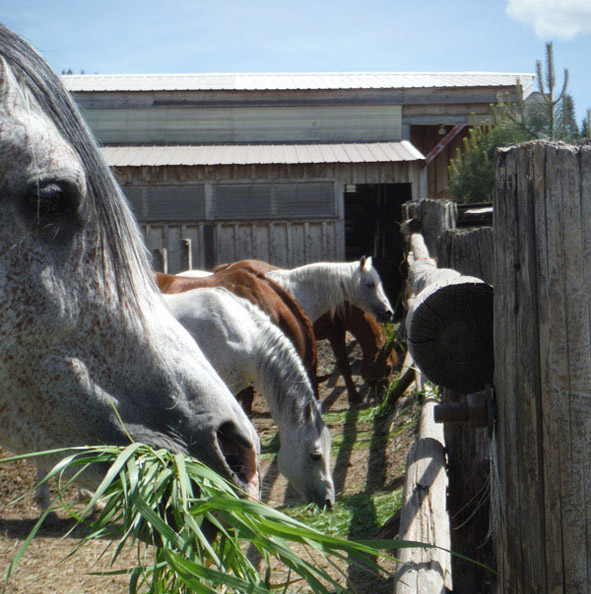 stallions orphan acres